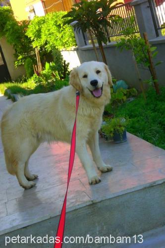 daisy Dişi Golden Retriever