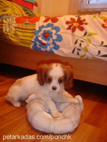 ponchİk Dişi Cavalier King Charles Spanieli