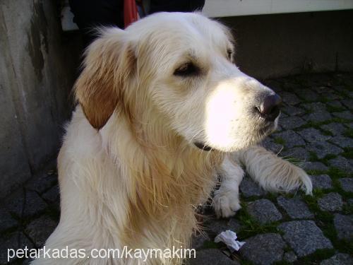 kaymak Erkek Golden Retriever