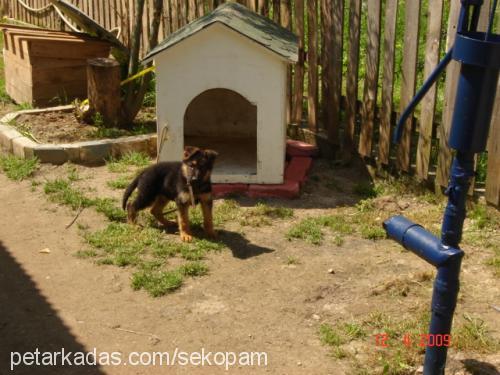 dark Erkek Alman Çoban Köpeği