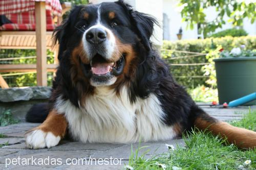 fnestor Erkek Bernese Dağ Köpeği