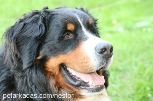 fnestor Erkek Bernese Dağ Köpeği