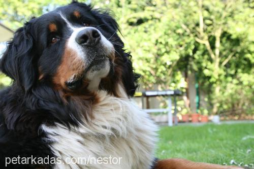 fnestor Erkek Bernese Dağ Köpeği