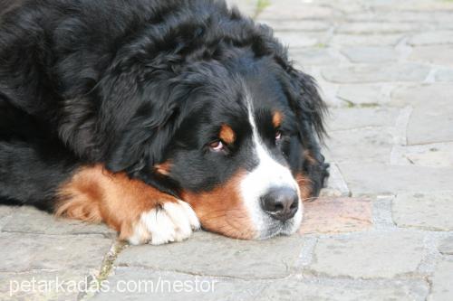 fnestor Erkek Bernese Dağ Köpeği