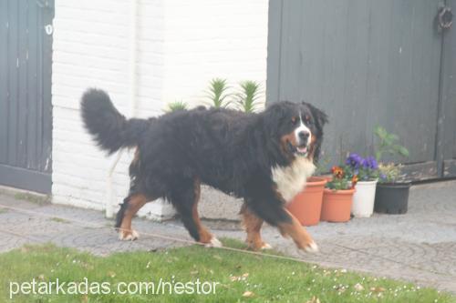 fnestor Erkek Bernese Dağ Köpeği