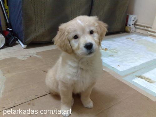 Şeker Dişi Golden Retriever