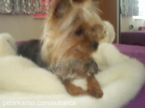 tintin Dişi Yorkshire Terrier