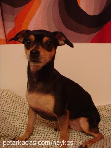 sofi Dişi Minyatür Pinscher