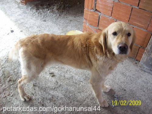 dost Erkek Golden Retriever