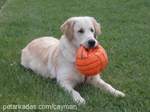 cayman Erkek Golden Retriever