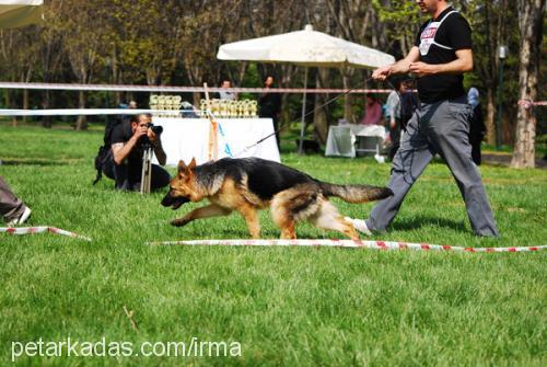 caisyvonbeliz Dişi Alman Çoban Köpeği