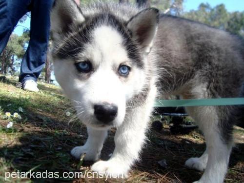 jack Erkek Sibirya Kurdu (Husky)