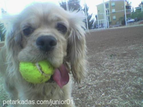 pascal Erkek Amerikan Cocker Spaniel