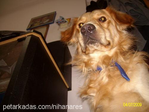 ares Erkek Golden Retriever