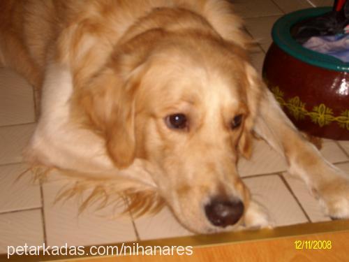 ares Erkek Golden Retriever