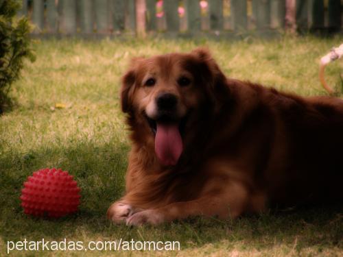 gofret Erkek Golden Retriever