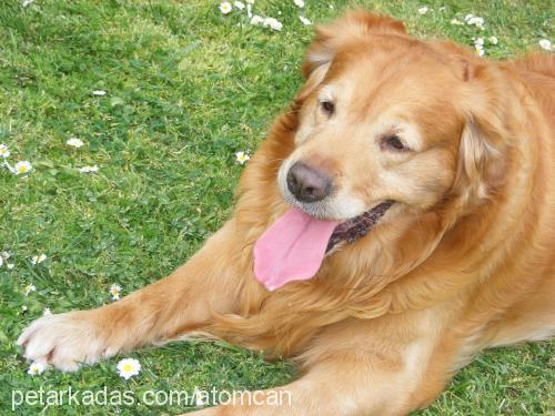 gofret Erkek Golden Retriever