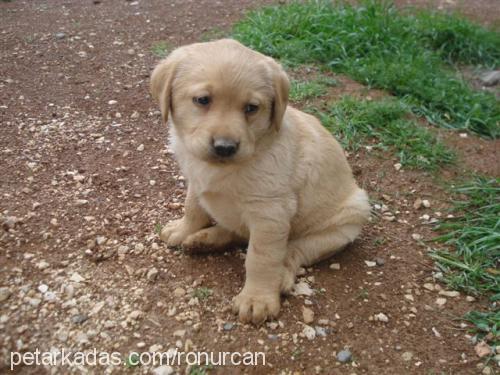 çakıl Dişi Labrador Retriever