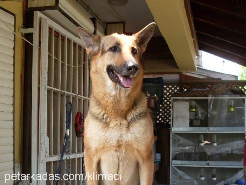 zeyna Dişi Alman Çoban Köpeği