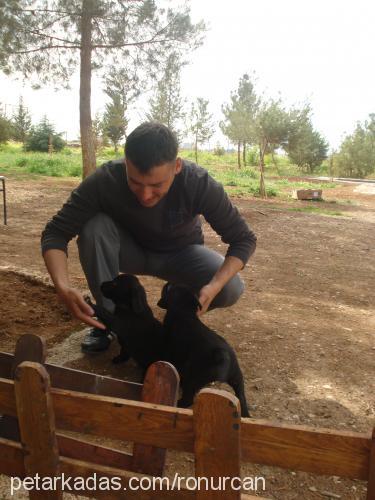 çakıl Dişi Labrador Retriever