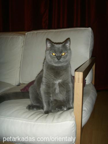 rasha Dişi British Shorthair