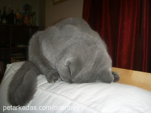 rasha Dişi British Shorthair