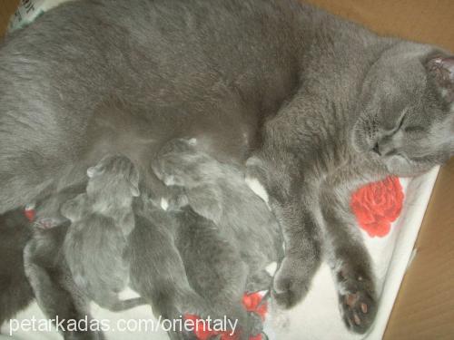 rasha Dişi British Shorthair