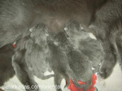 rasha Dişi British Shorthair