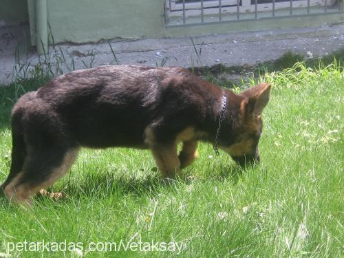 shely Dişi Alman Çoban Köpeği