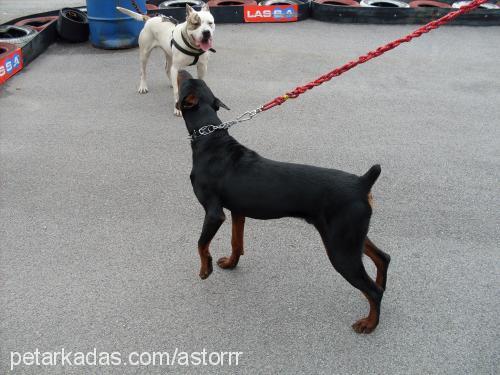 astor Erkek Doberman Pinscher