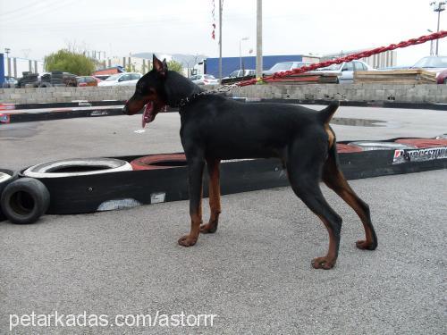 astor Erkek Doberman Pinscher