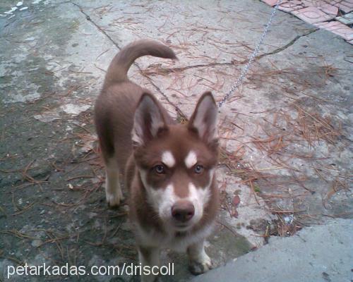 dozo Erkek Sibirya Kurdu (Husky)