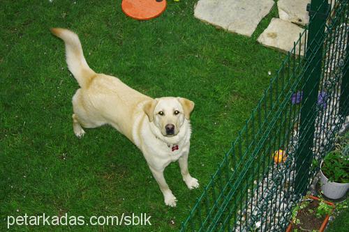 lory Dişi Labrador Retriever