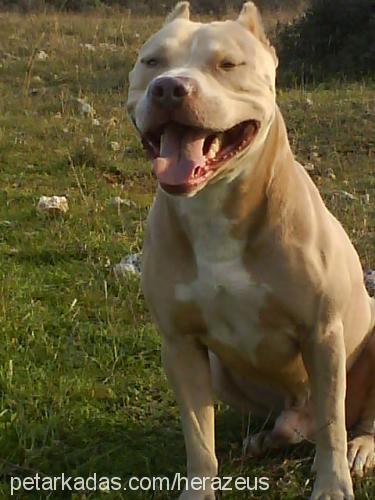 zeus Erkek Amerikan Pitbull Terrier