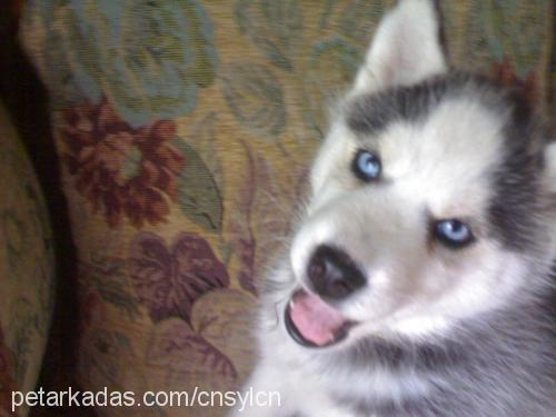 jack Erkek Sibirya Kurdu (Husky)