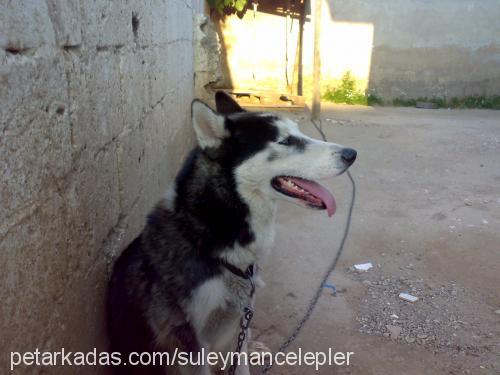 ares Erkek Sibirya Kurdu (Husky)