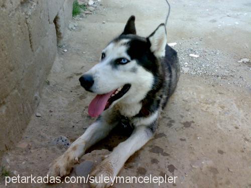 ares Erkek Sibirya Kurdu (Husky)