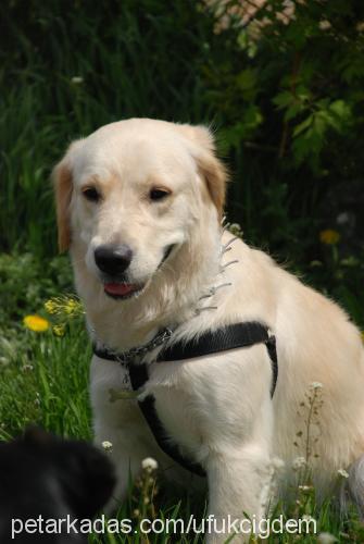 daisy Dişi Golden Retriever