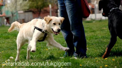 daisy Dişi Golden Retriever