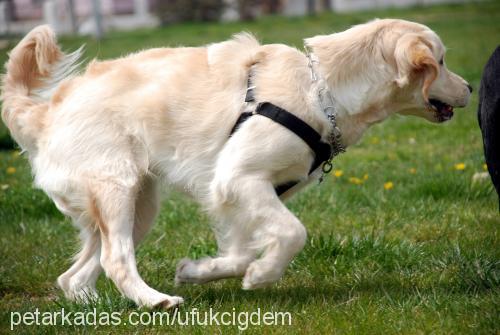 daisy Dişi Golden Retriever