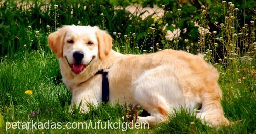 daisy Dişi Golden Retriever