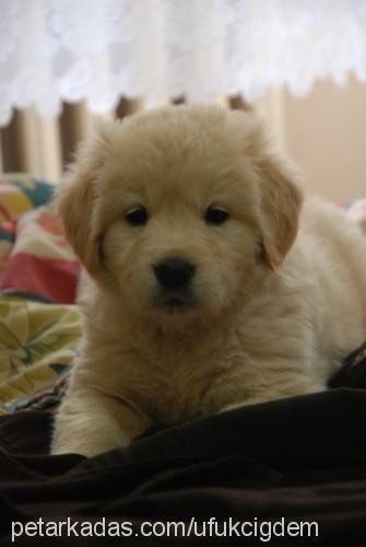 daisy Dişi Golden Retriever