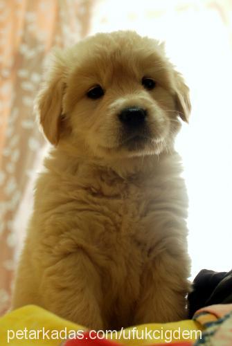 daisy Dişi Golden Retriever