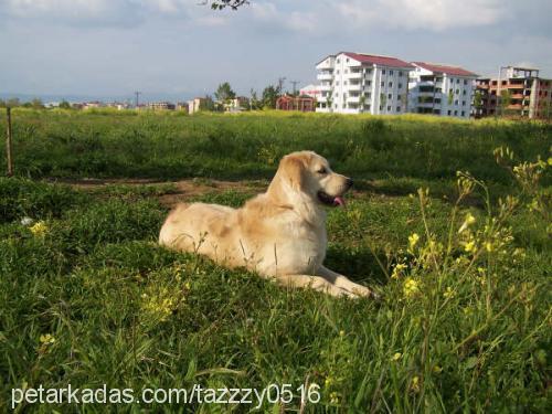 köpük... Dişi Golden Retriever