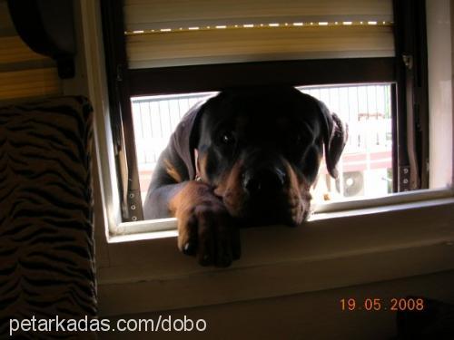 dobo Erkek Rottweiler