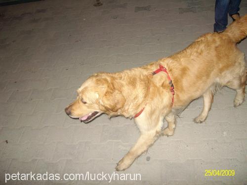 lucky Dişi Golden Retriever