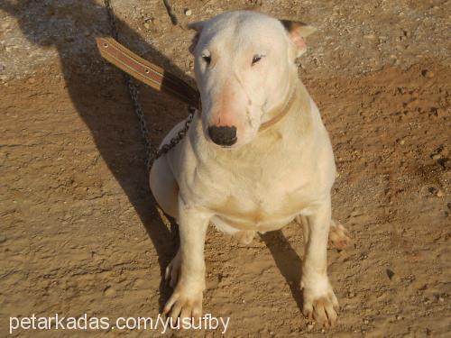 canavar Erkek Bull Terrier