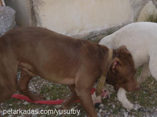 canavar Erkek Bull Terrier