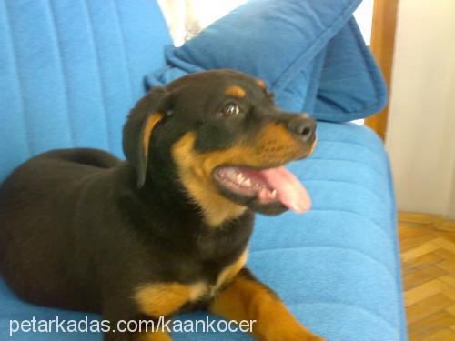 paşa Erkek Rottweiler