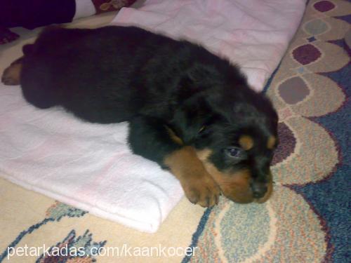 paşa Erkek Rottweiler